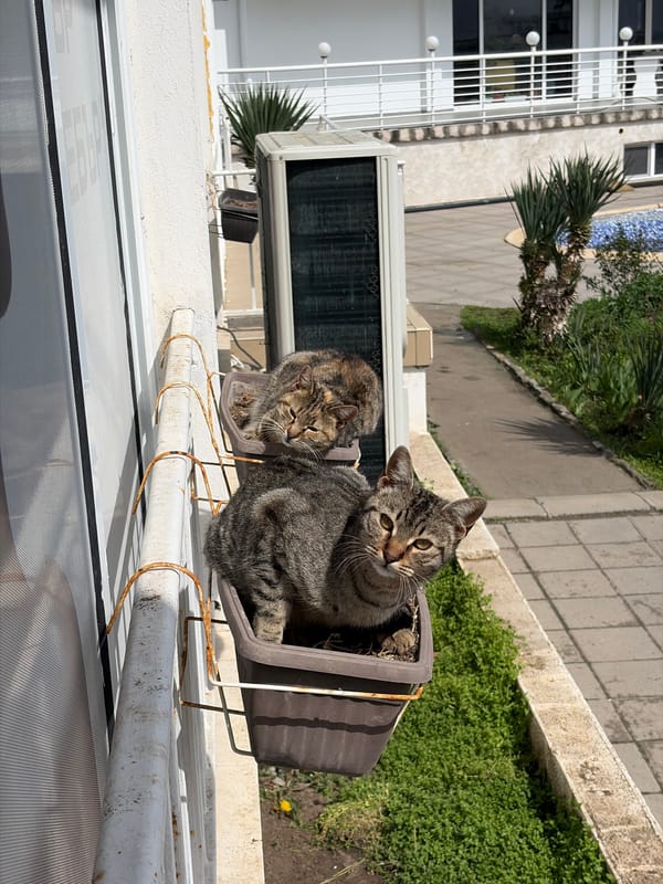 Everyday moments captured in Nesebar: cats and medical setting