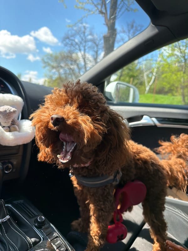 Poodle rides shotgun in Sofia car journey