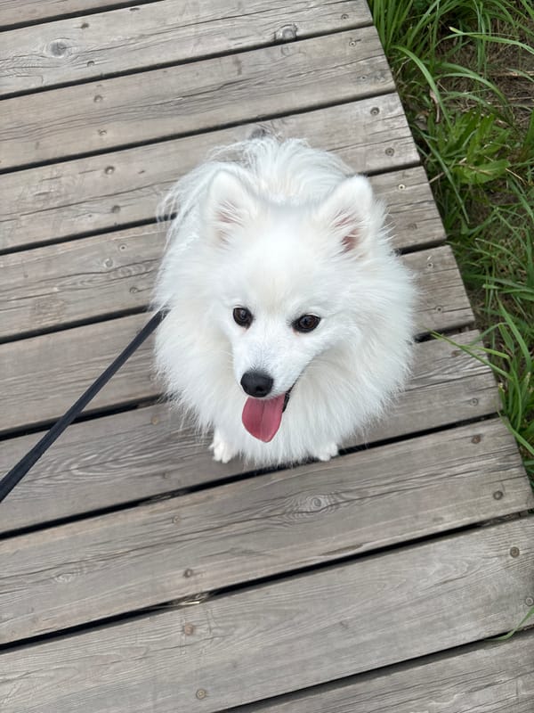 White fluffy dog on a summer park walk in Kazan