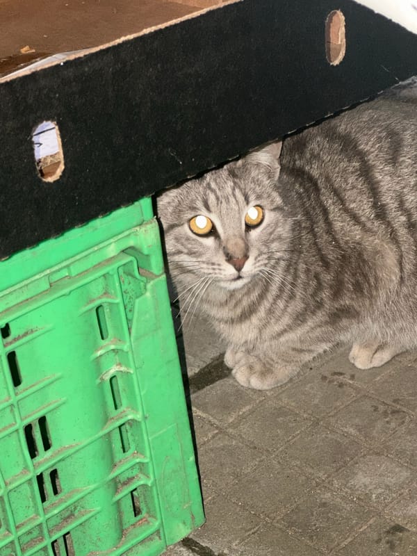 Cats and dogs spotted in Sofia street scenes