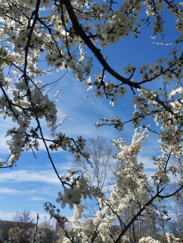 Person relaxes in park amid spring blooms