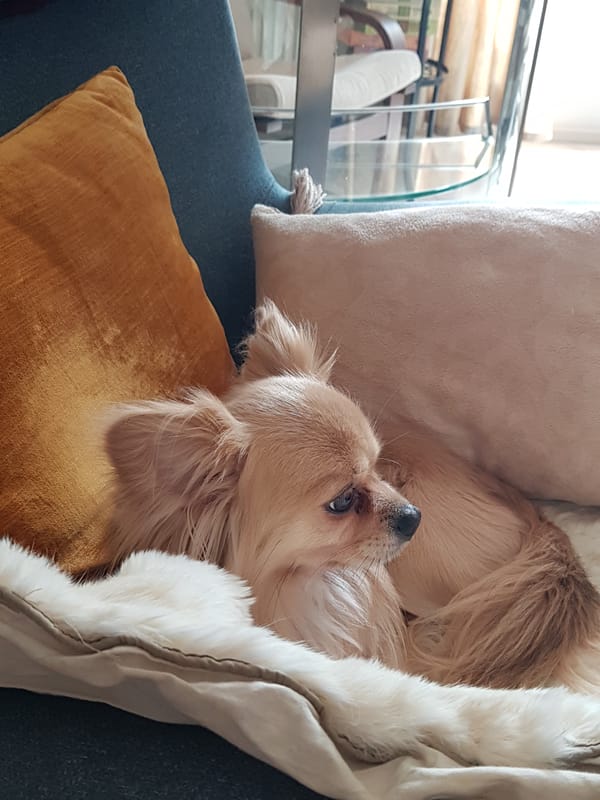 Dog rests on colorful chair cushions in Saint Petersburg
