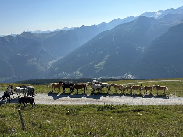 Horses and cattle roam alpine slopes near Bad Gastein