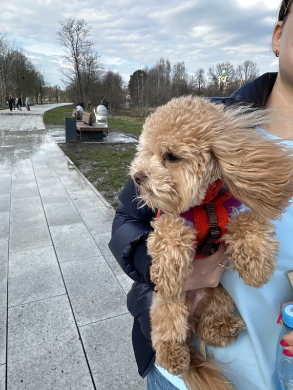 Family park outing with poodle documented near Fryazino, Russia