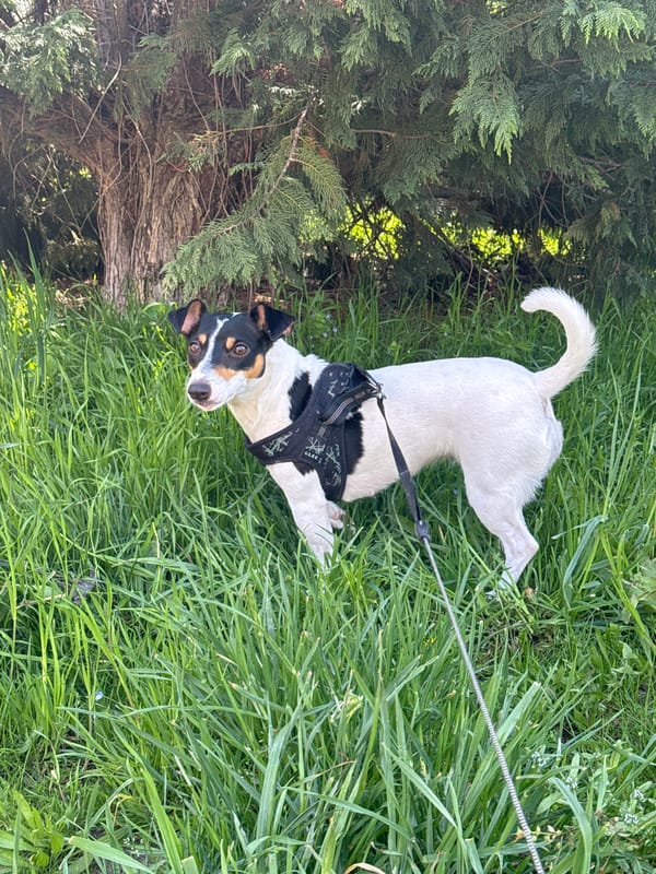 Dog plays in Varna park during sunny afternoon