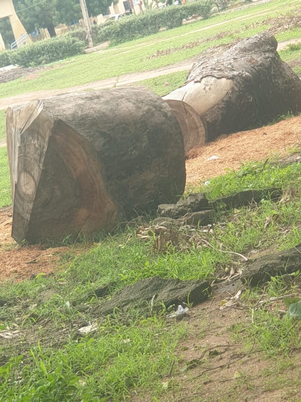 Daily life documented across Jalingo, Nigeria streets and campus