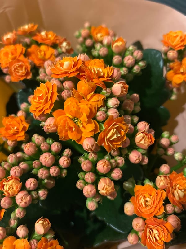 Late-night flower photography session documented in Strasbourg