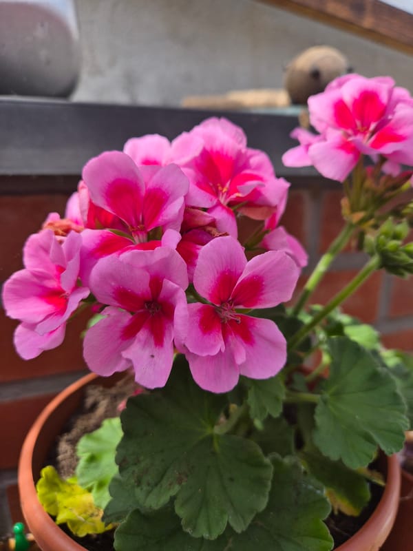 Pink geraniums photographed in terracotta pot in Aalst, Belgium