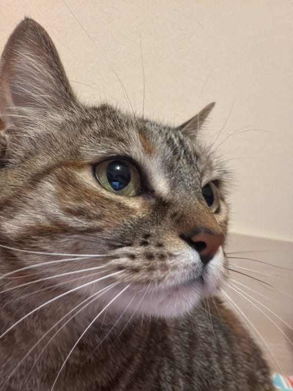 Tabby cat photographed in close-up shots in Blagoevgrad