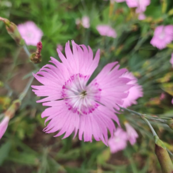 Close-up garden flower shots in Navoloki, Russia