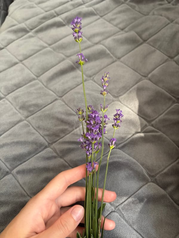 Fresh lavender held indoors, rural Belarus