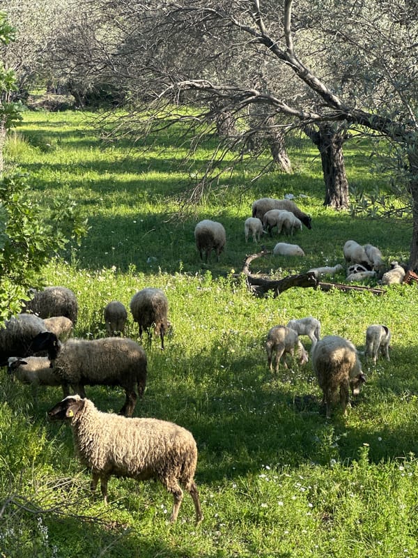 Sheep flock grazes in shaded field in Datça, Turkey