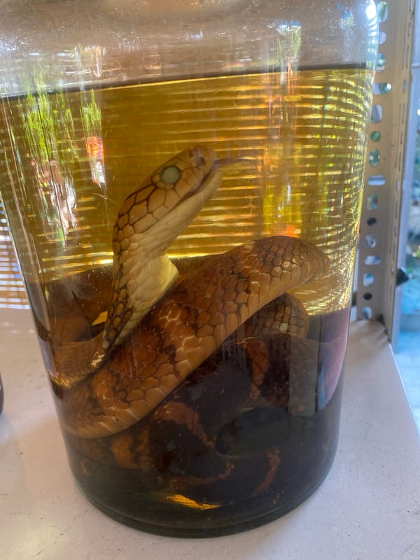 Preserved cobras and casual snapshots from Thuận An