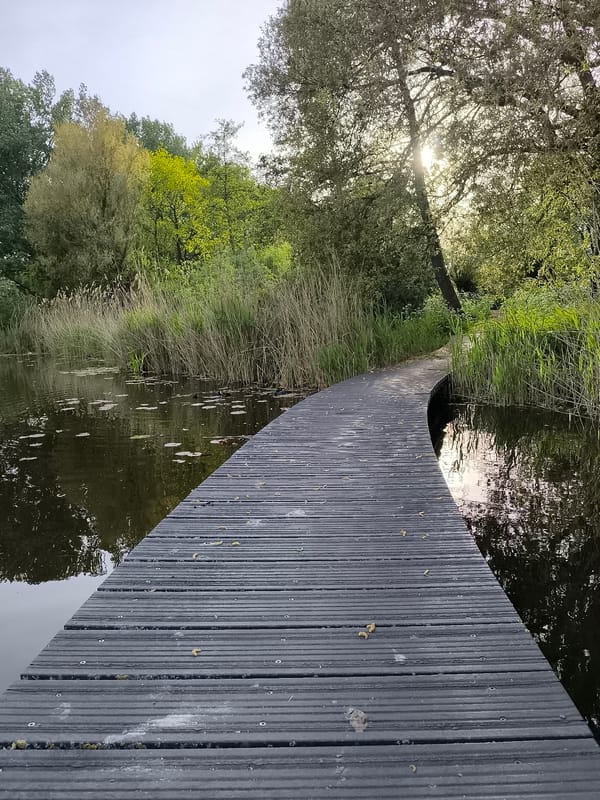 Evening nature walk documented through Alkmaar's waterways and paths