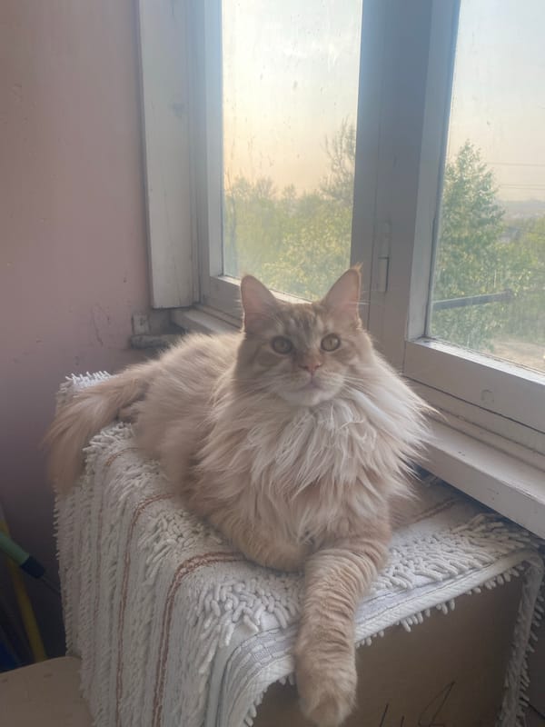Cat rests by window as parking lot observed in Artyom