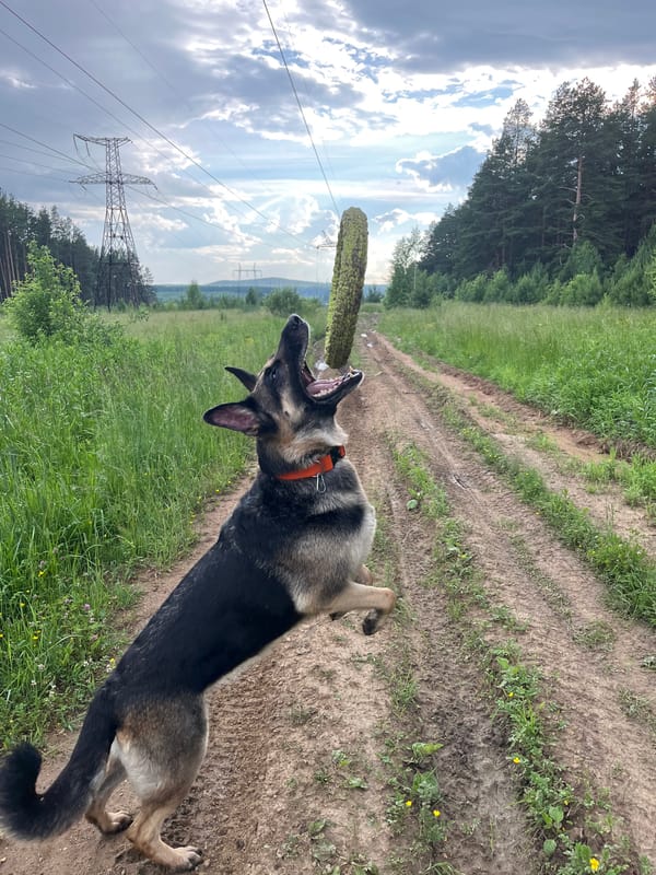 Pack of dogs on a rural trail walk outside Nizhny Tagil