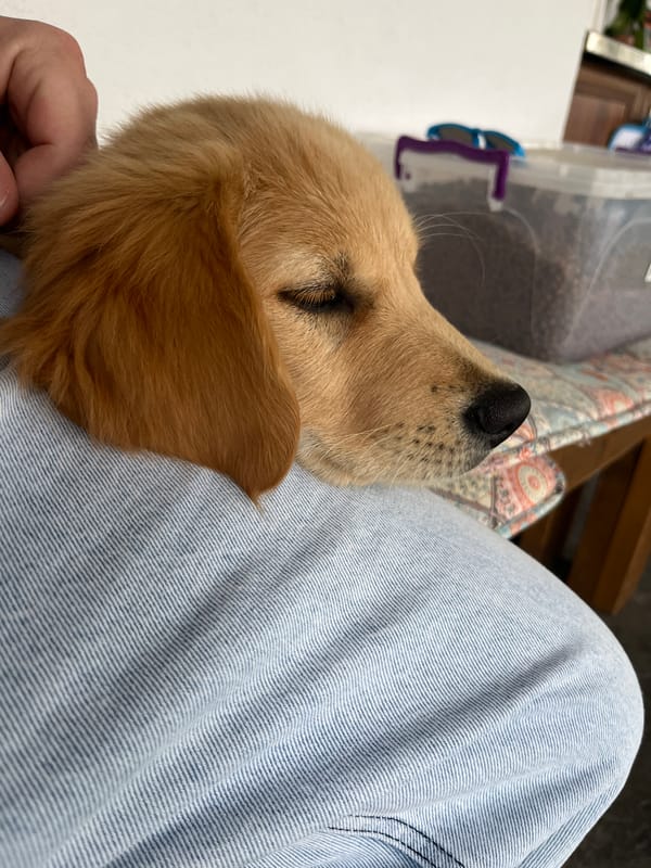 Golden retriever puppy rests on lap in Kostinbrod