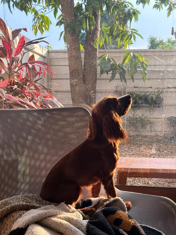 Irish Setter spotted indoors and outdoors in Chang Phueak, Thailand