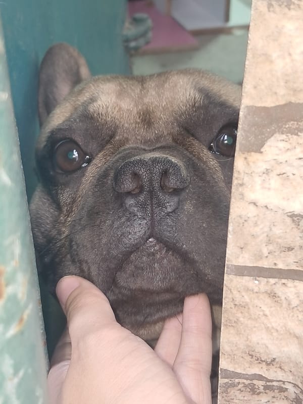 French Bulldog curious and exploring outdoors in Shymkent