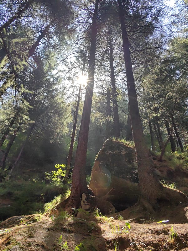 Morning forest walk documented in Vashisht pine woods