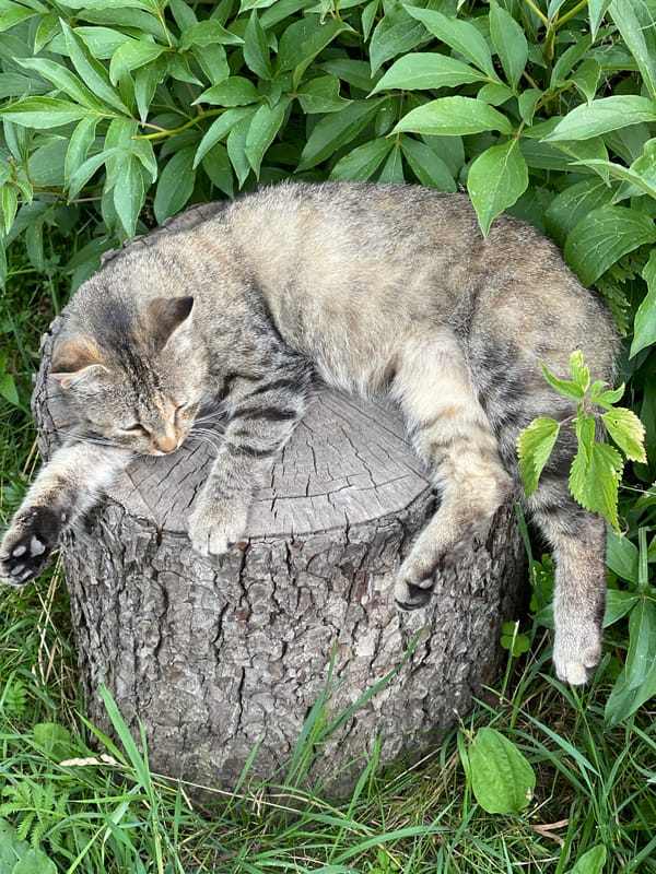 Cats napping in a garden alongside summer plants and flowers