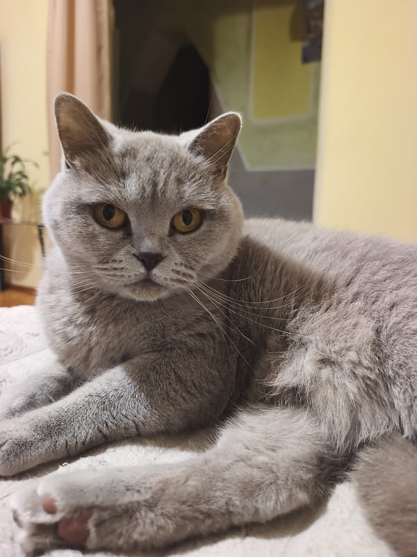 Gray British Shorthair cat observed resting in Ternopil, Ukraine