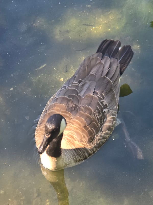 Sunny afternoon at a London park pond with Canada geese