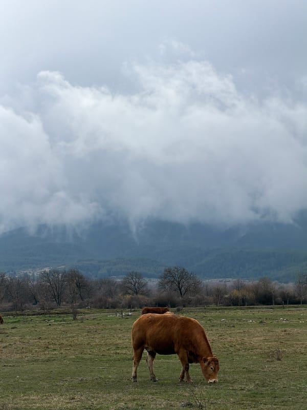 Cows graze in field near Bansko, Bulgaria