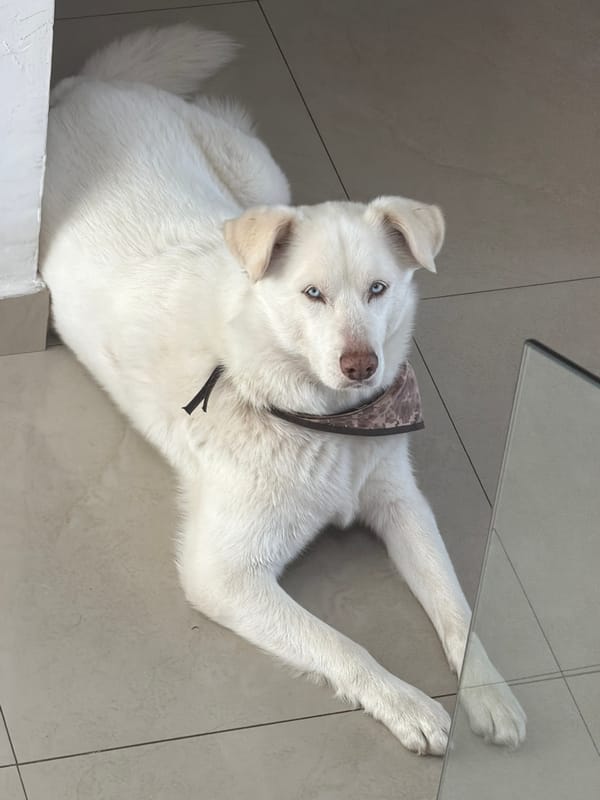 White dog with blue eyes rests on tile floor in Cholula