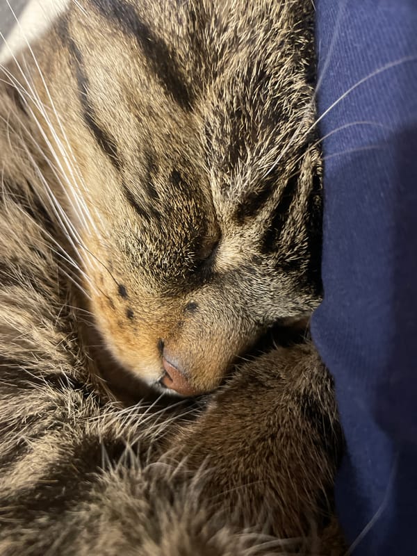 Green-eyed tabby cat relaxing at home in suburban Russia