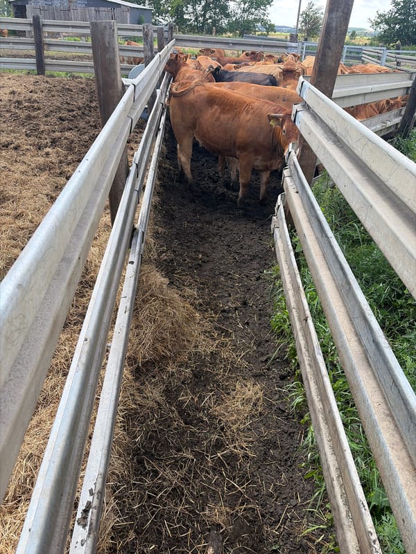 Cattle farm activity and open fields in Witnica, Poland
