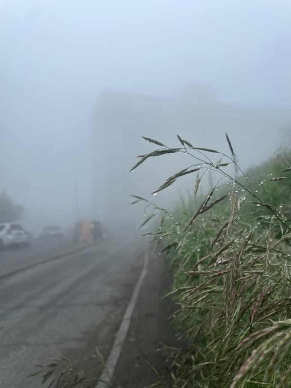 Foggy Vladivostok morning: wet roads, dew-soaked grass, heavy mist