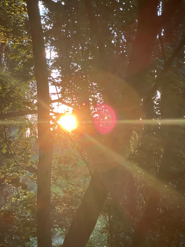 Tabby cat, sunlit trees, and a quiet afternoon outdoors