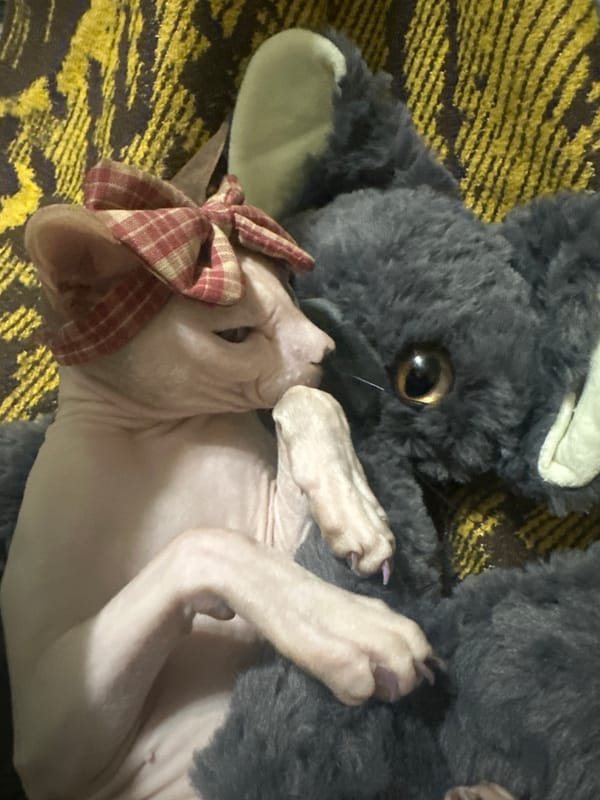 Sphynx cat in a plaid bow lounges with a plush companion