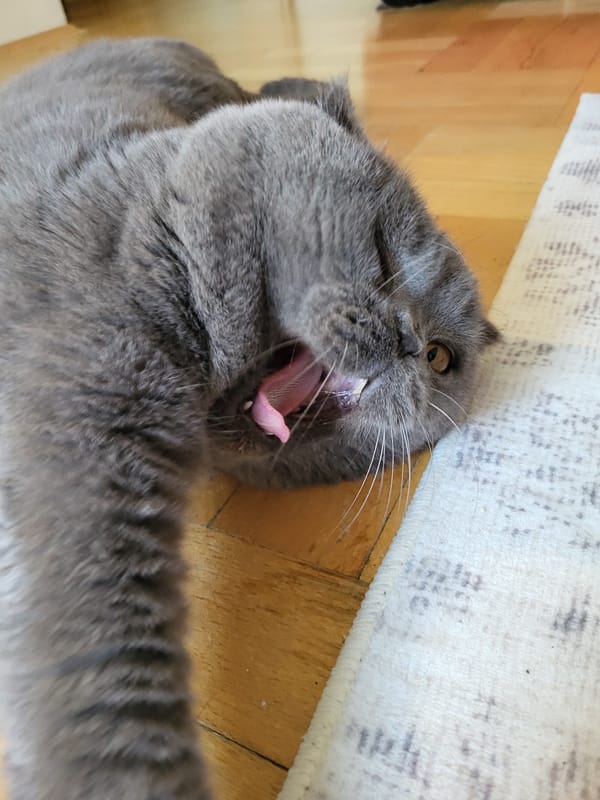 Afternoon glimpses: Scottish Fold cat and urban street scenes
