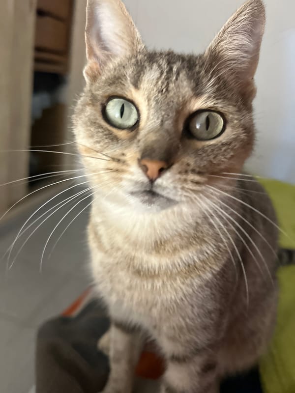 Tabby cat photographed in close-up in Colonia Caroya