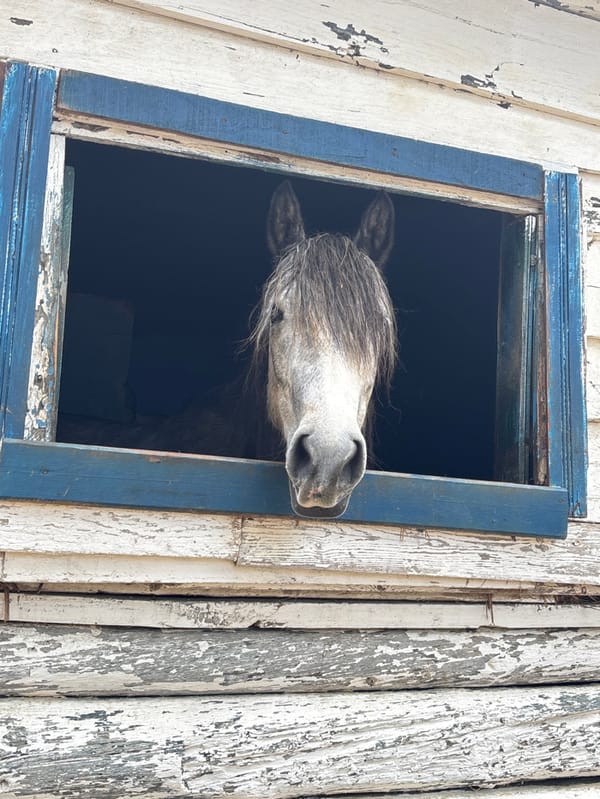 Equestrian training and horse care activities documented in Tangier
