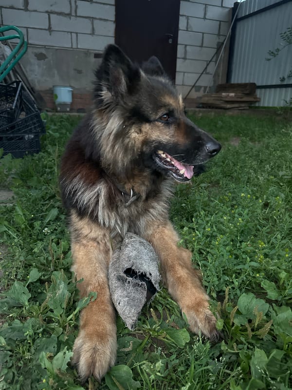German Shepherd plays and scavenges in a Chaikovsky backyard
