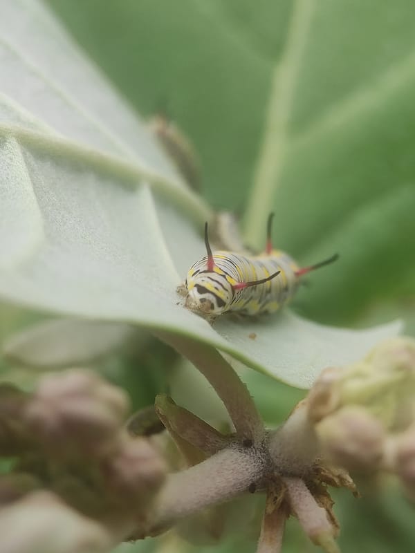 Morning nature documentation session captures insects, cat, rice fields