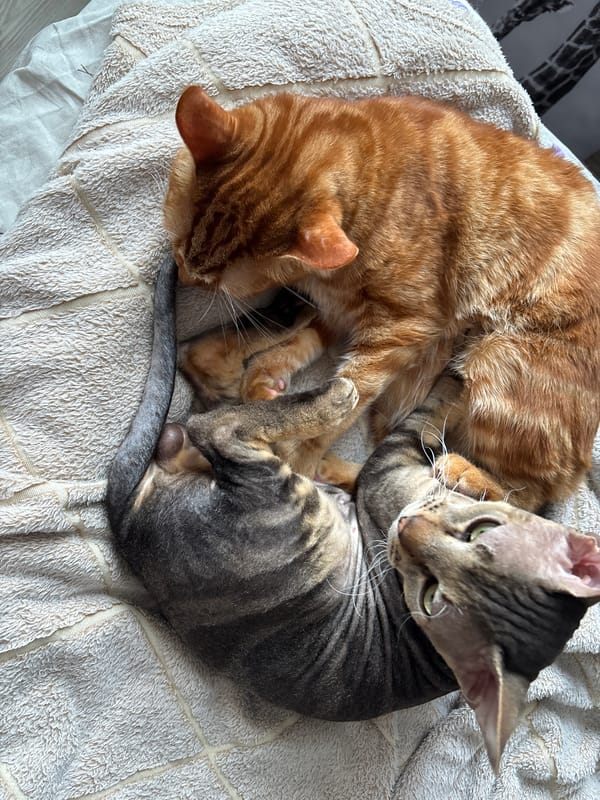 Two cats rest together on bed in Natukhayevskaya