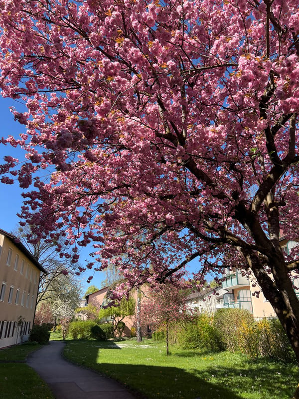 Spring blooms photographed across Munich during afternoon hours