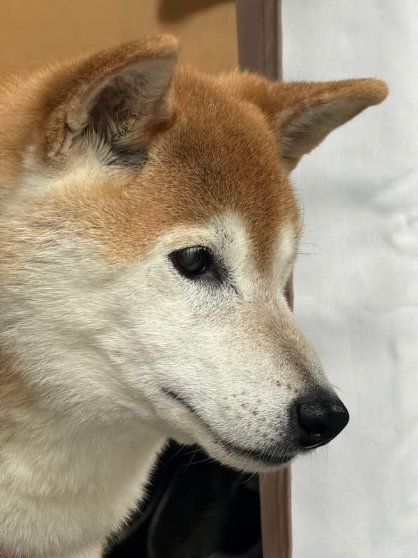 Shiba Inu photographed at traditional Kyoto house entrance