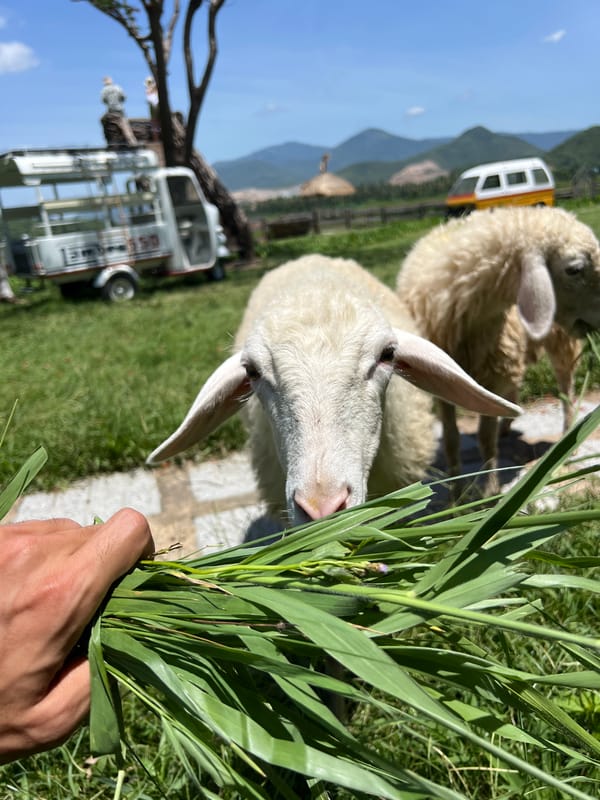 Person feeds grass to animal in Cong Hai, Vietnam