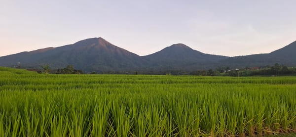 Evening rice field landscape documented in Penebel, Indonesia