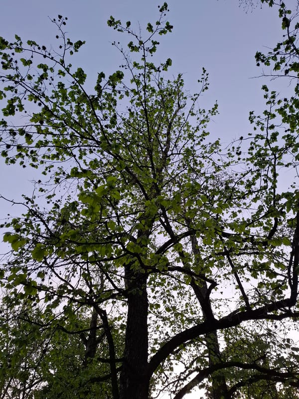 Two people share bench moment in springtime Novi Sad