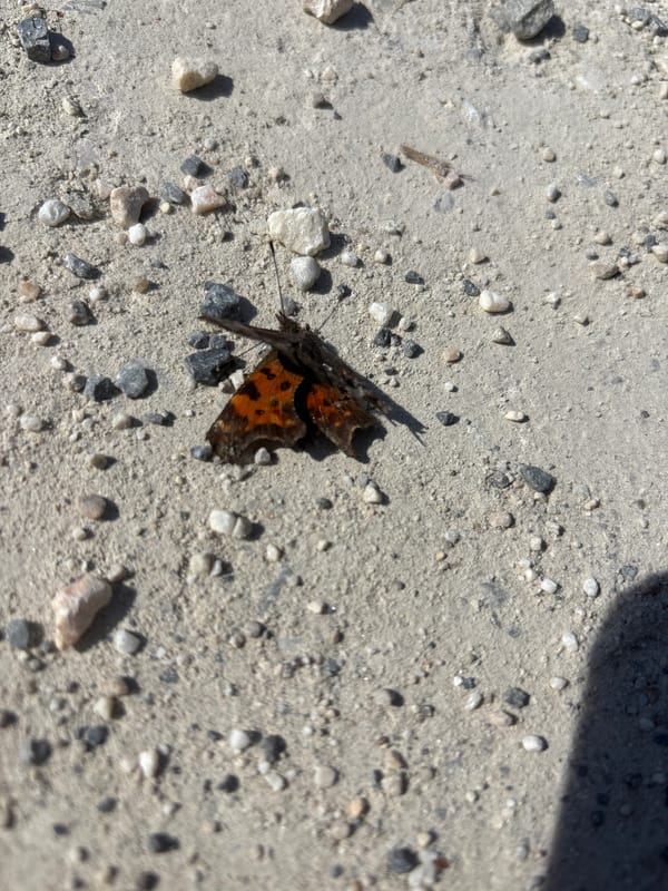 Tattered butterfly observed on gravel surface in Austria