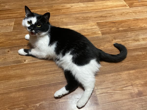 A black and white cat at home in Protvino