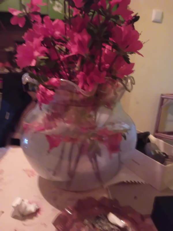 Red flowers in clear vase documented in Provadia