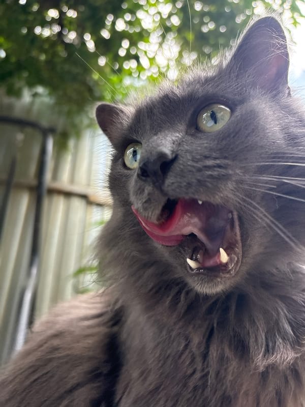 Street and outdoor cats photographed up close in Almaty