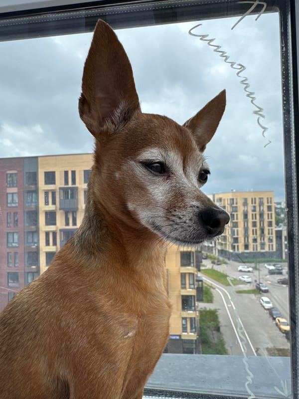 Small dog watches the world from a Laikovo windowsill